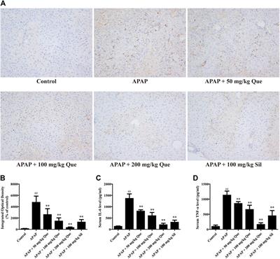 Quercitrin Attenuates Acetaminophen-Induced Acute Liver Injury by Maintaining Mitochondrial Complex I Activity